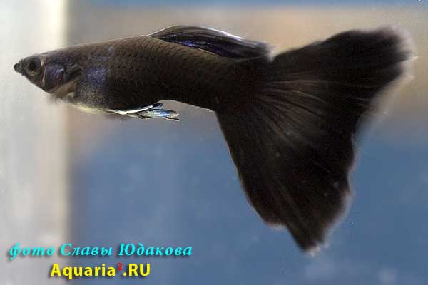 Гуппи (Poecilia reticulata), черные, самец