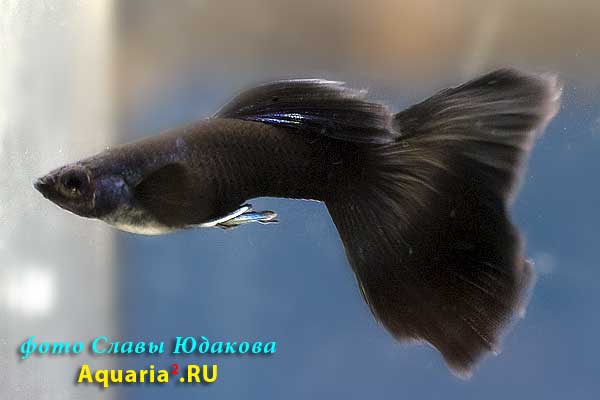Гуппи (Poecilia reticulata), черные, самец