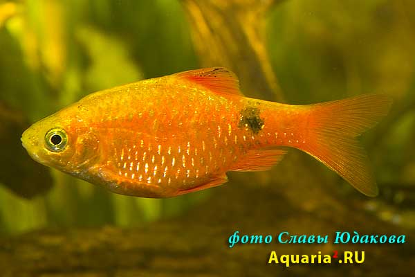 Барбус огненный, золотистая форма (Puntius conchonius), самец