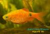Барбус огненный, золотистая форма (Puntius conchonius), самец