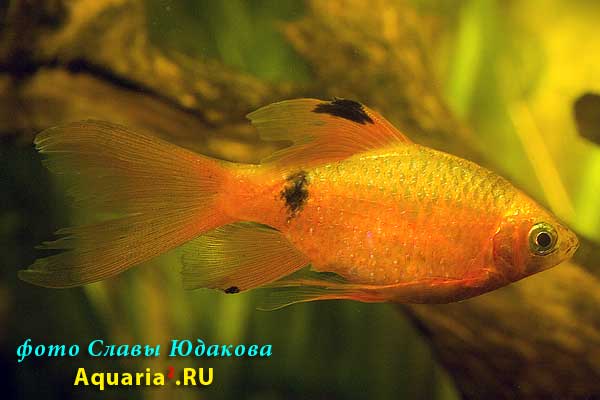 Огненный барбус, золотистая вуалевая форма (Puntius conchonius), самец