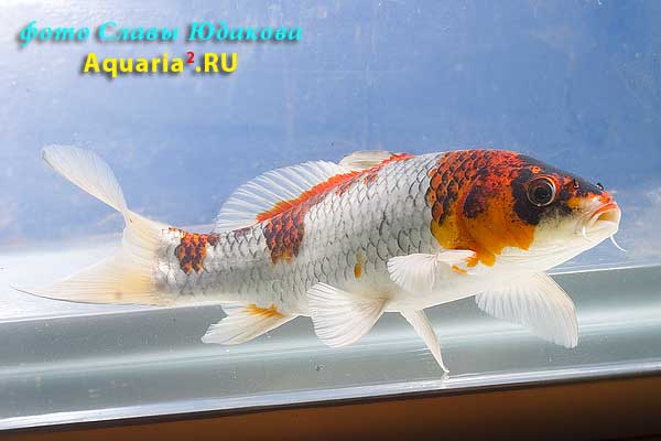 Cyprinus carpio, карп кои