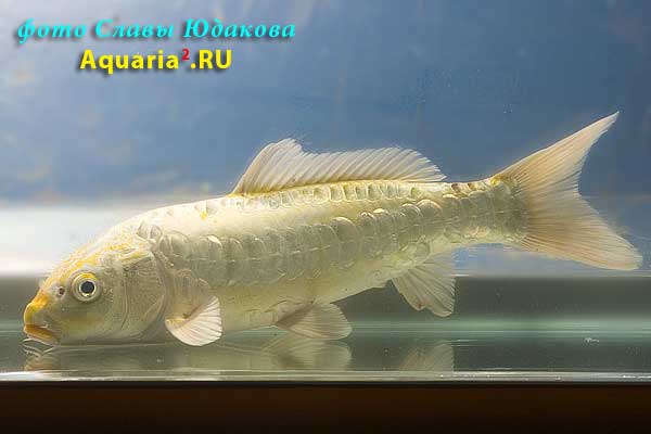 Cyprinus carpio, карп кои