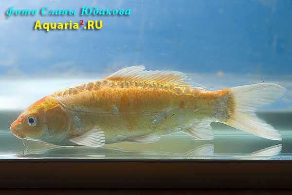 Cyprinus carpio, карп кои