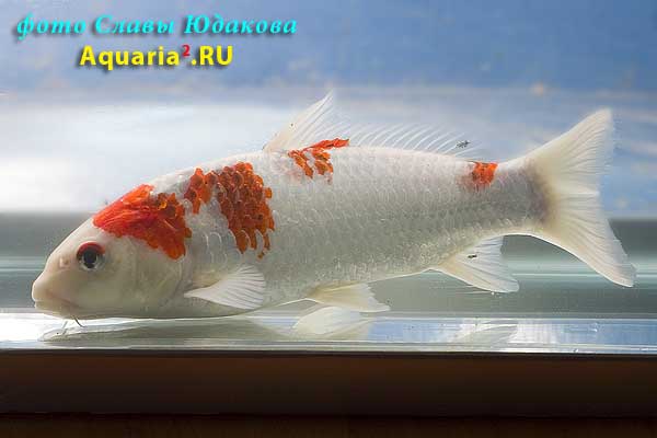 Cyprinus carpio, карп кои