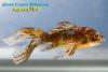 Carassius auratus, золотая рыбка комета ситцевая