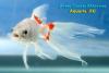 Carassius auratus, золотая рыбка комета бело-красная