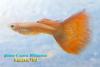 Poecilia reticulata, гуппи красная ковровая, самец