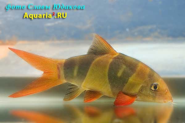 Chromobotia macracanthus, боция-клоун нестандартной окраски