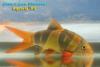 Chromobotia macracanthus, боция-клоун нестандартной окраски