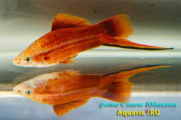Xiphophorus helleri, красная форма зеленого меченосца, самец