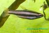 Маргинатус (Nannostomus marginatus)