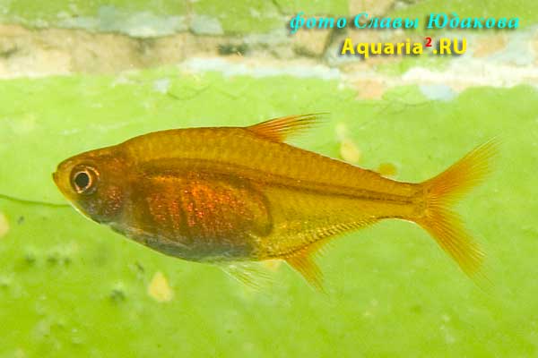Пристелла (Pristella riddlei)