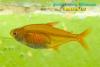 Пристелла (Pristella riddlei)