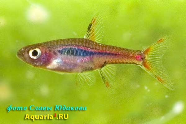  Boraras urophthalmoides   (Kottelat, 1991). Расбора светлячок