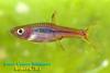 Boraras urophthalmoides   (Kottelat, 1991). Расбора светлячок