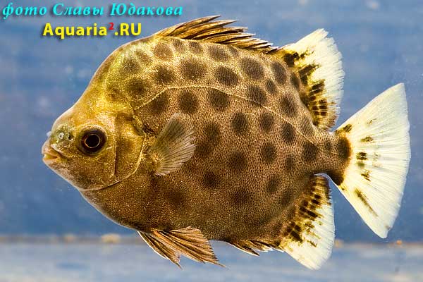  Scatophagus argus   (Linnaeus, 1766)