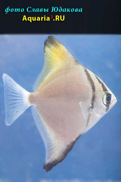  Monodactylus argenteus   (Linnaeus, 1758) 