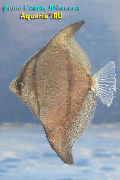  Monodactylus sebae   (Cuvier, 1829)