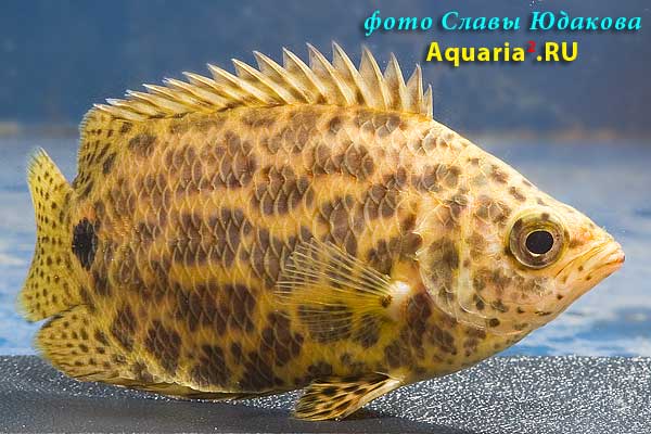 Ctenopoma acutirostre   Pellegrin, 1899