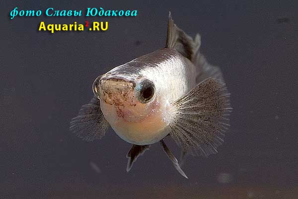 Гуппи (Poecilia reticulata), самец