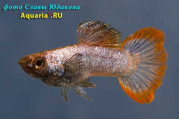 Гуппи (Poecilia reticulata), самец
