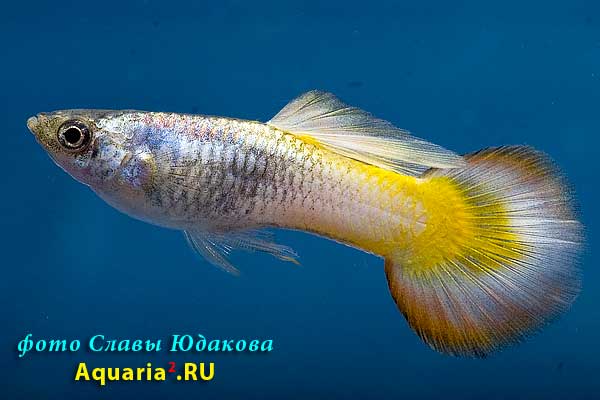 Гуппи (Poecilia reticulata), самец