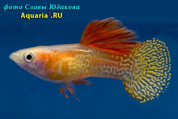 Гуппи (Poecilia reticulata), самец