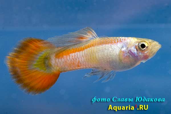 Гуппи (Poecilia reticulata), самец