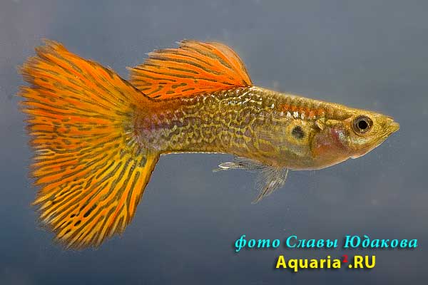 Гуппи (Poecilia reticulata), самец