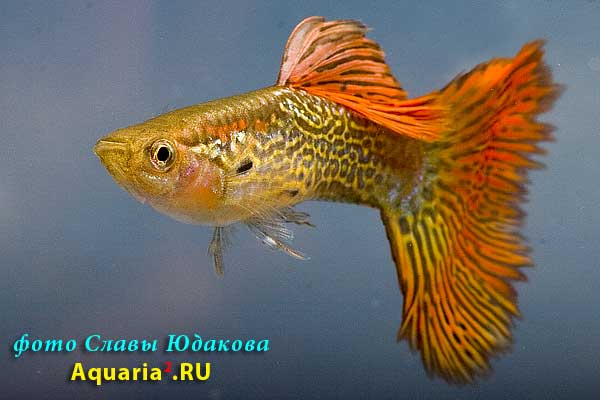 Гуппи (Poecilia reticulata), самец