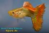 Гуппи (Poecilia reticulata), самец