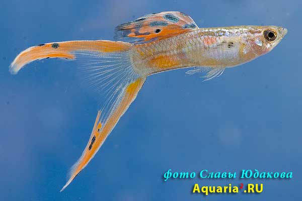 Гуппи (Poecilia reticulata), самец