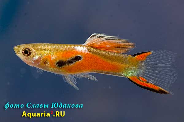 Гуппи (Poecilia reticulata), самец