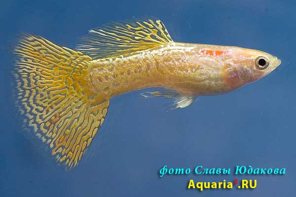 Гуппи (Poecilia reticulata), самец