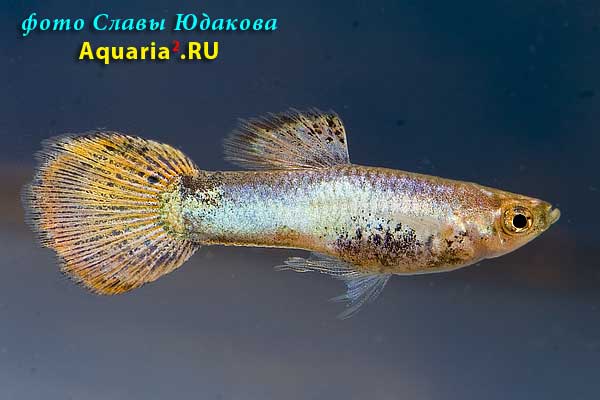 Гуппи (Poecilia reticulata), самец