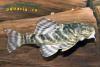 Peckoltia Sp., L-377