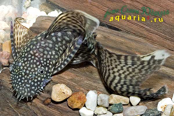 Ancistrus dolichopterus var., обыкновенный анциструс, вуалевая форма, самец