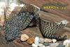 Ancistrus dolichopterus var., обыкновенный анциструс, вуалевая форма, самец