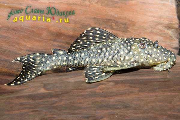Hemiancistrus Sp., L-128