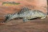 Hemiancistrus Sp., L-128