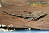 Sturisomatichthys leightoni