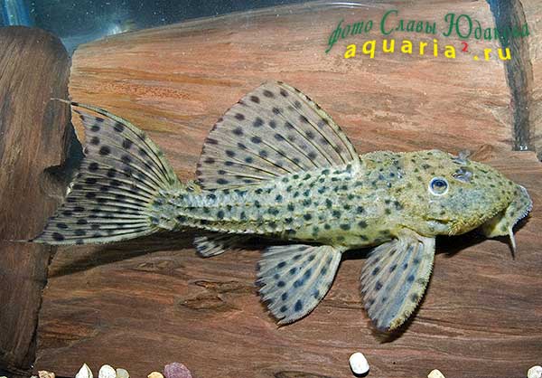 Pseudacanthicus cf. spinosus, L-375