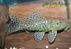 Pseudacanthicus cf. spinosus, L-375