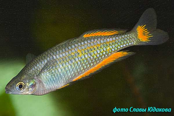  Melanotaenia parkinsoni, радужница Паркинсона, самец