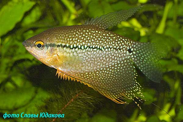 Жемчужный гурами (Trichogaster leerii), самец