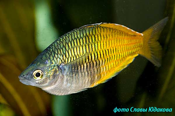  Melanotaenia boesemani, радужница Боэсмена