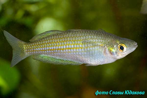  Melanotaenia parkinsoni, радужница Паркинсона, самка