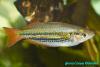 Радужница Папуа, цв. форма (Melanotaenia splendida australis)
