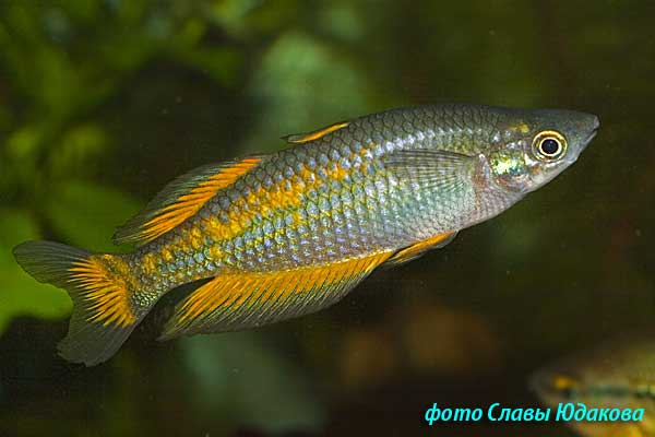  Melanotaenia parkinsoni, радужница Паркинсона, самец